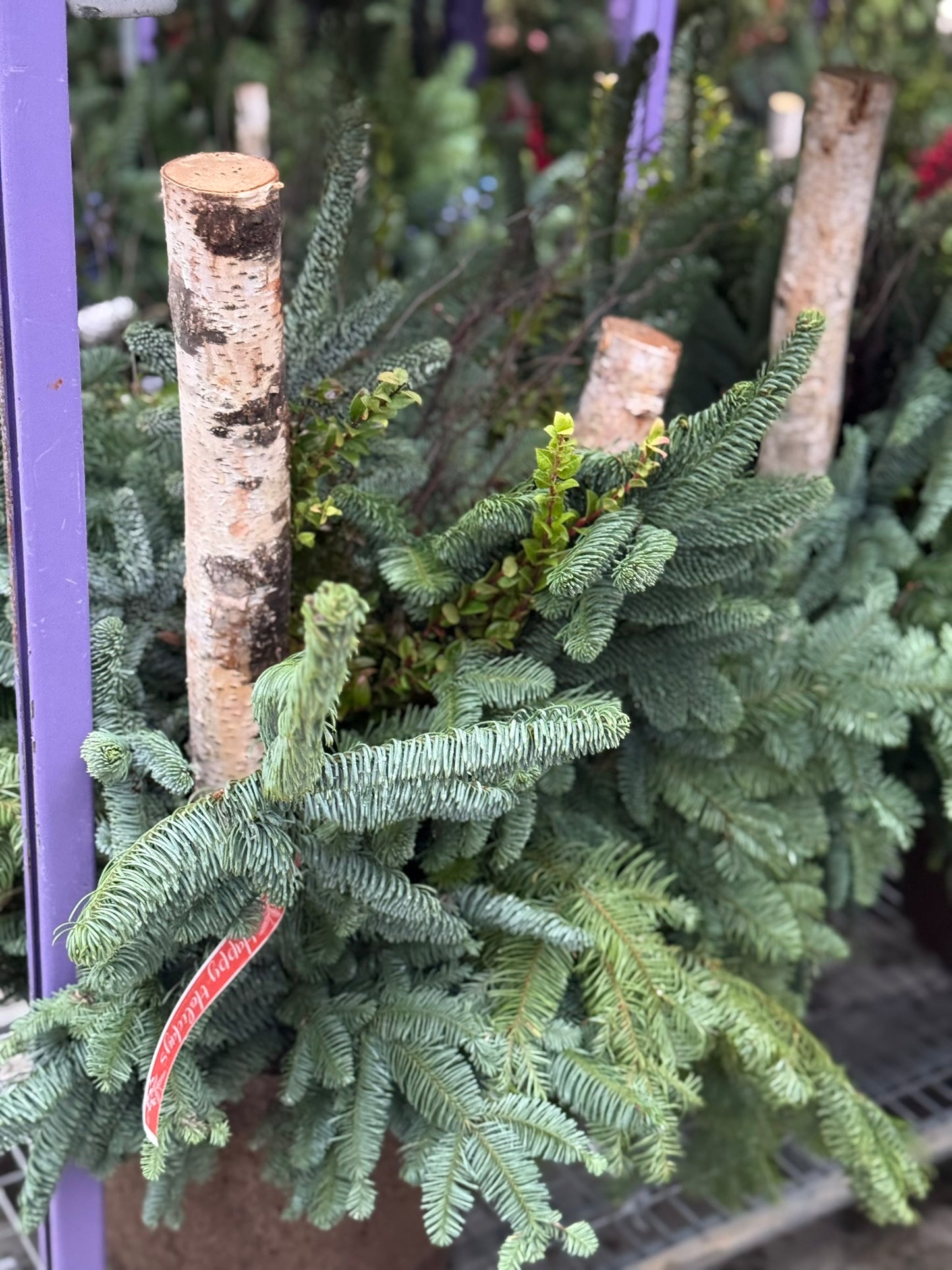 Planter, Fiber Drop in Holiday, Large Planter (Each)