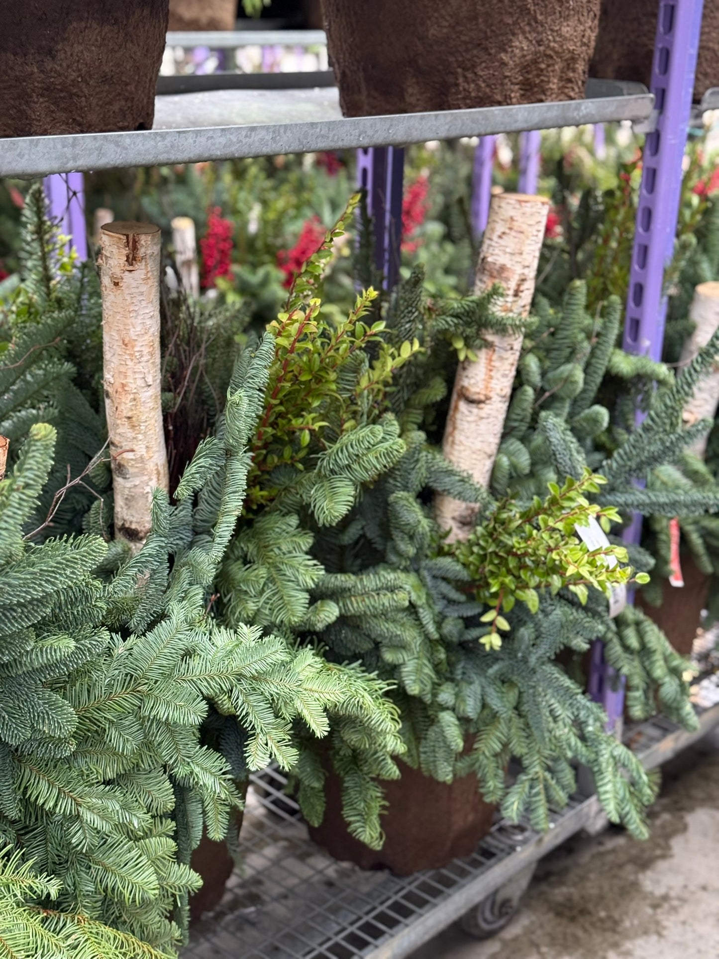 Planter, Fiber Drop in Holiday, Large Planter (Each)