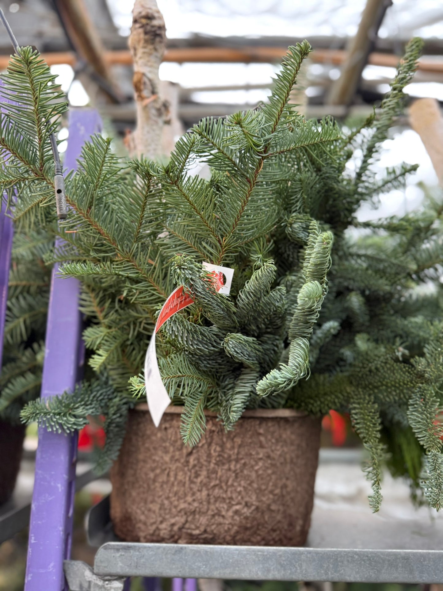 Planter, Fiber Drop in Holiday, Small Planter (Each)