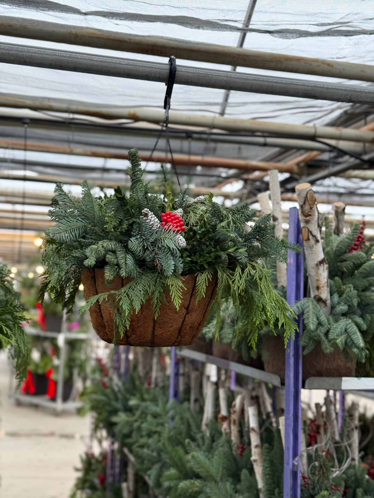 Planter, 12" Coco Hanging Basket 12" Hanging Basket (Each)