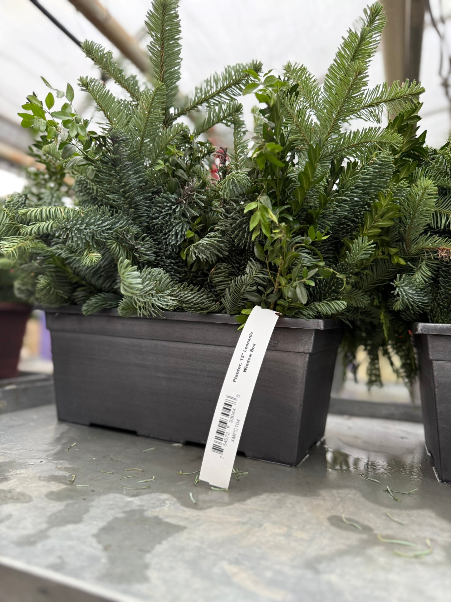 Planter, 15" Leonardo Window Box Window Box (Each)