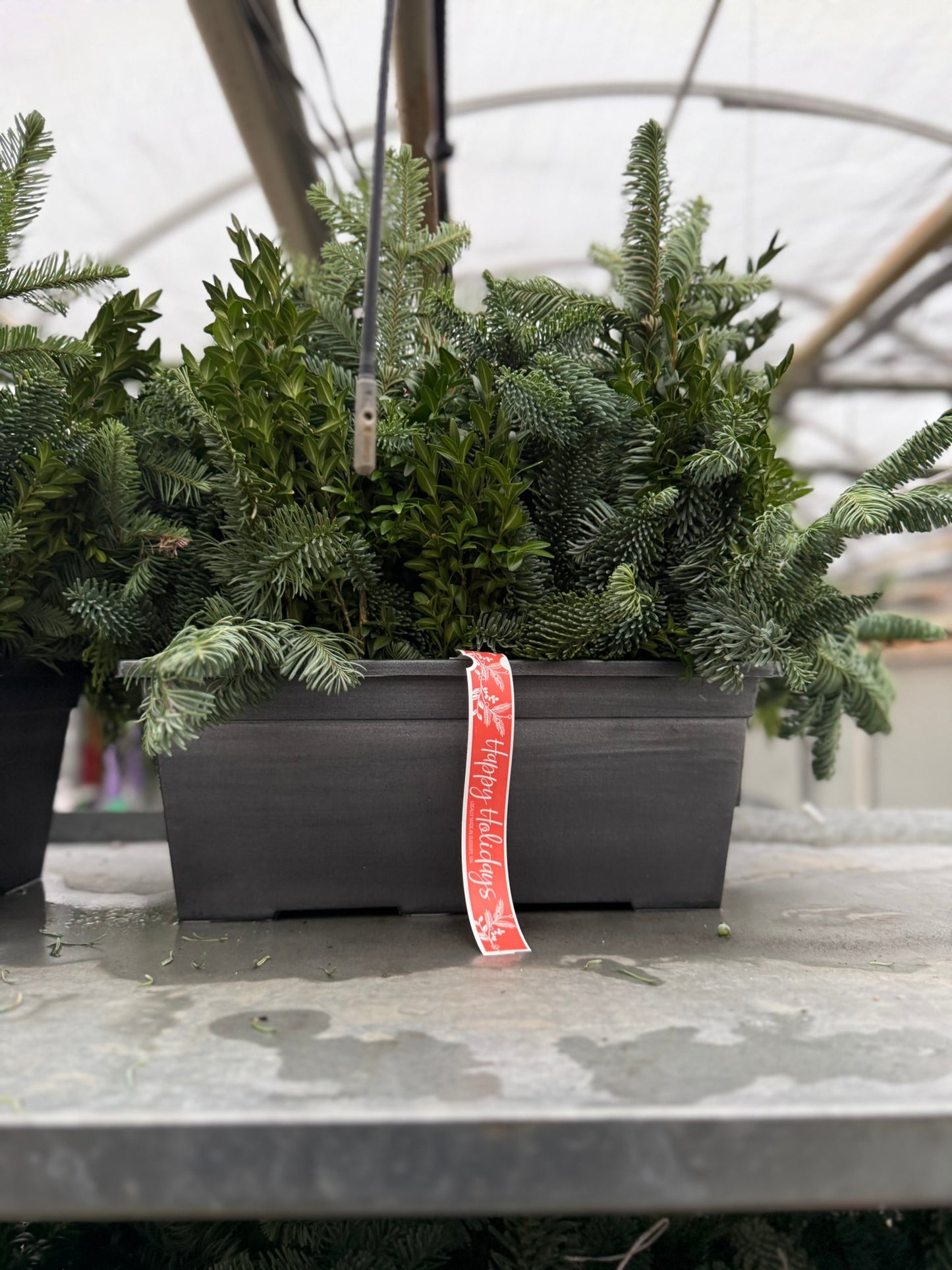 Planter, 15" Leonardo Window Box Window Box (Each)