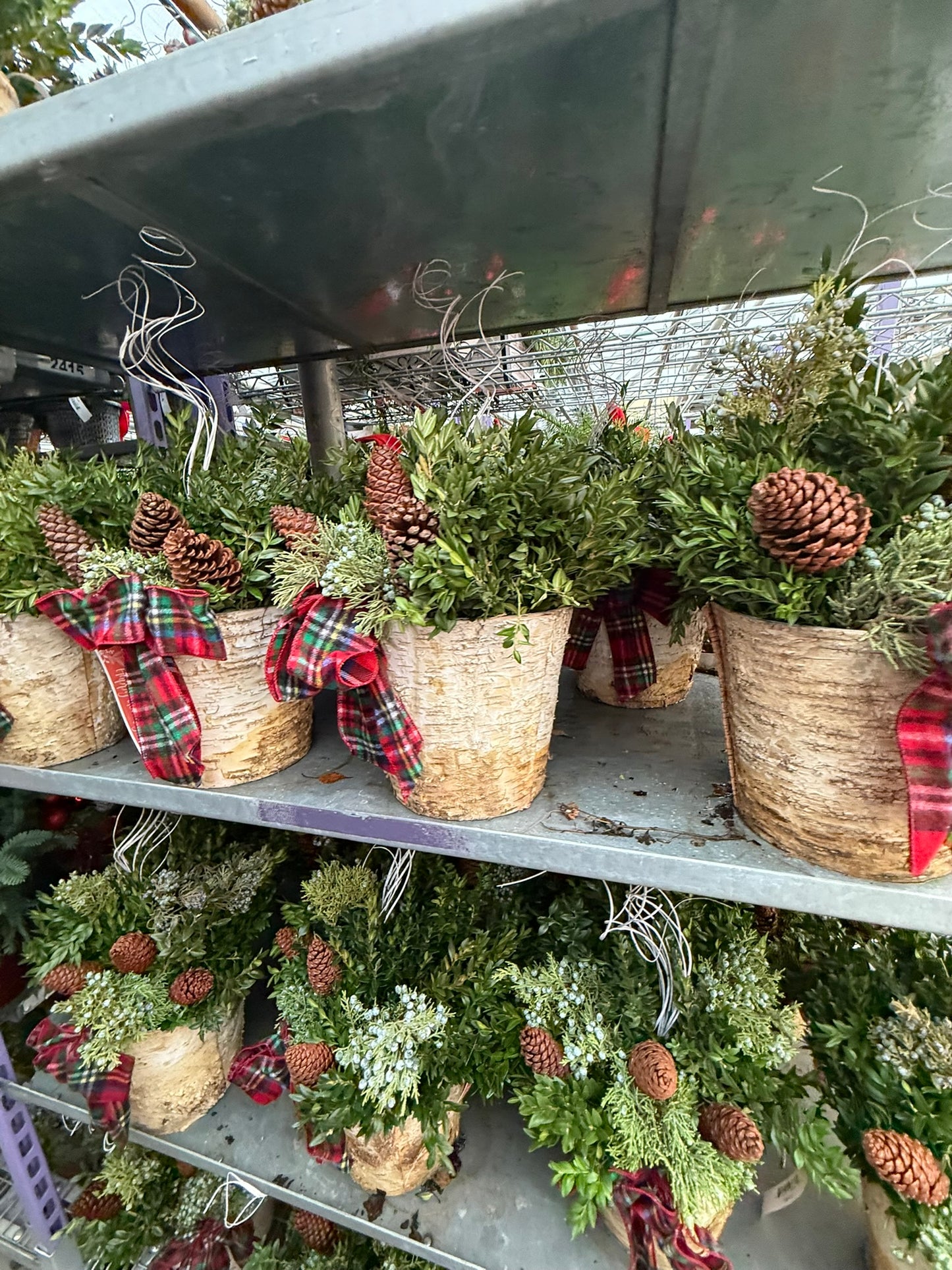 Planter, 8" Birch Accent Planter (Each)