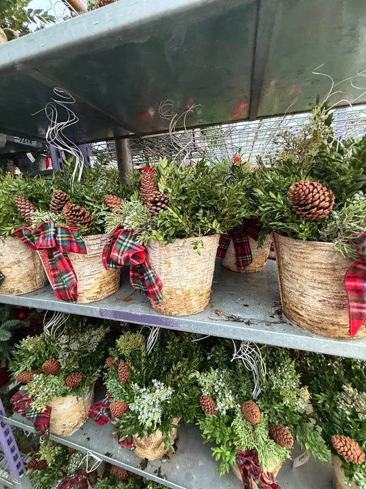 Planter, 8" Birch Accent Planter (Each)