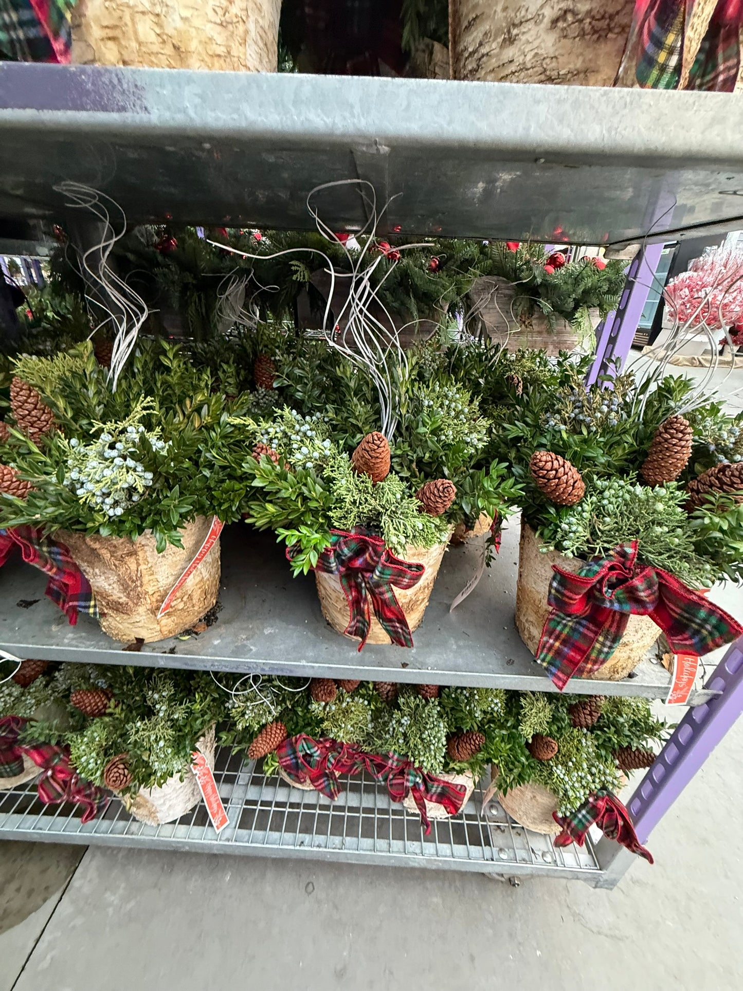 Planter, 8" Birch Accent Planter (Each)