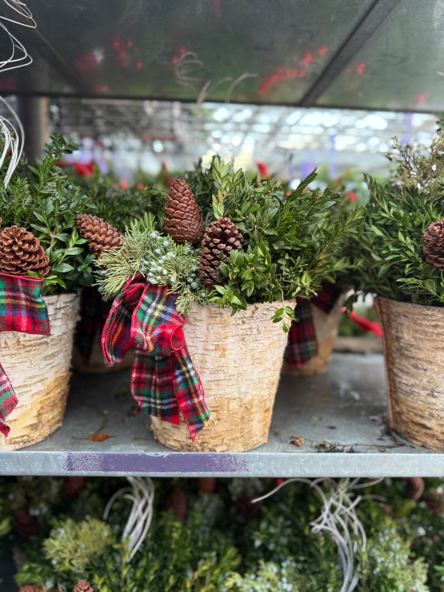 Planter, 8" Birch Accent Planter (Each)