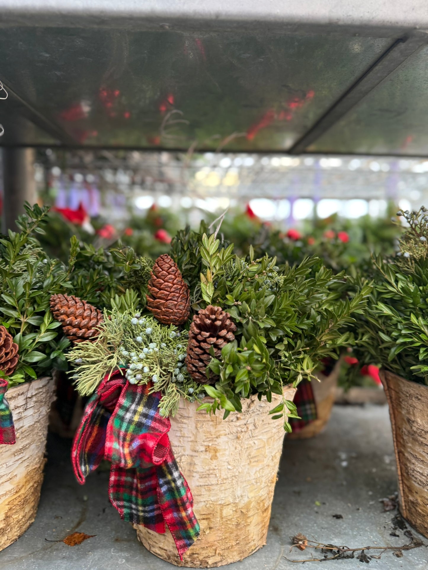 Planter, 8" Birch Accent Planter (Each)