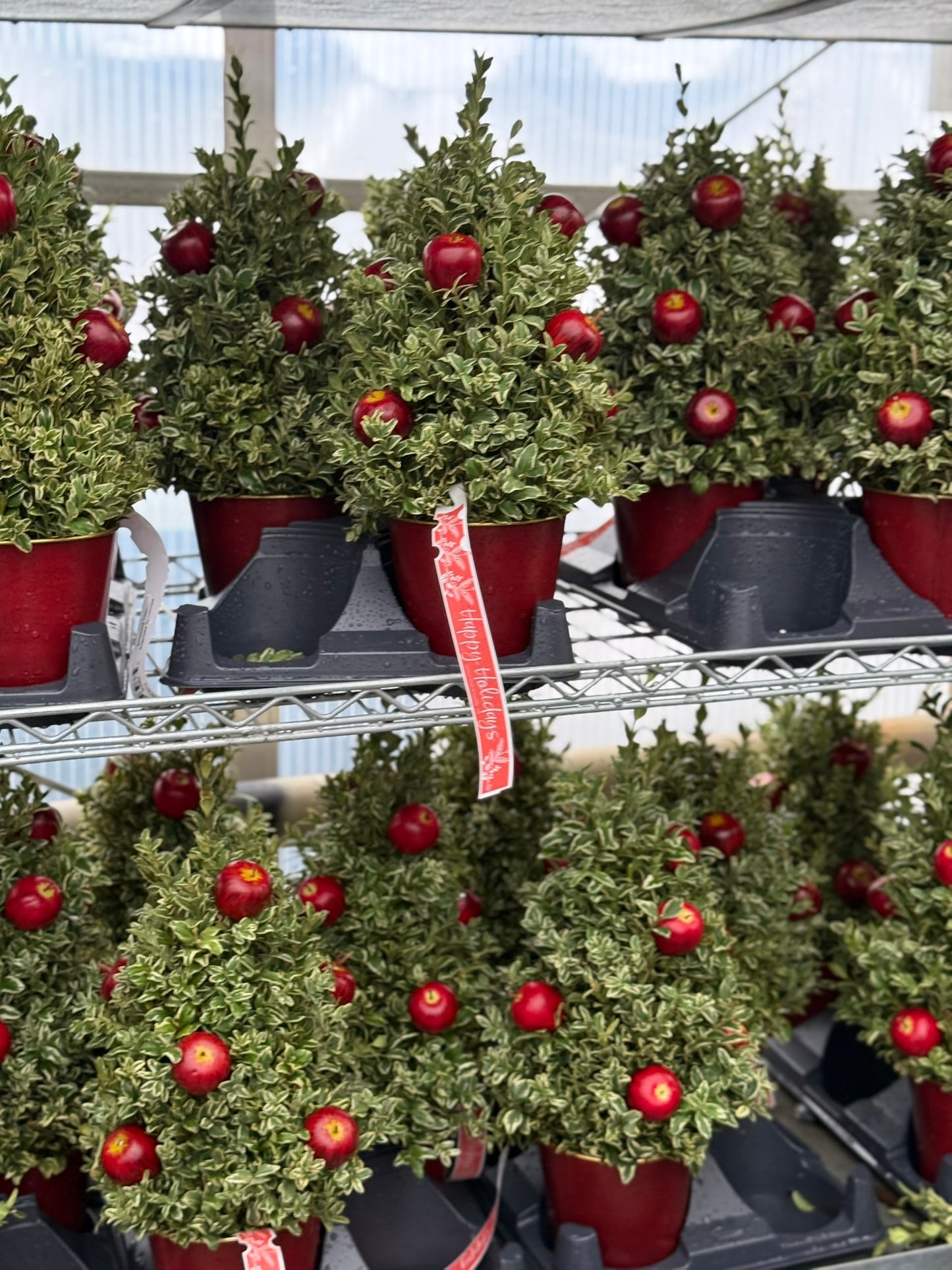 Boxwood Tree, Orgeonia Decorated Each