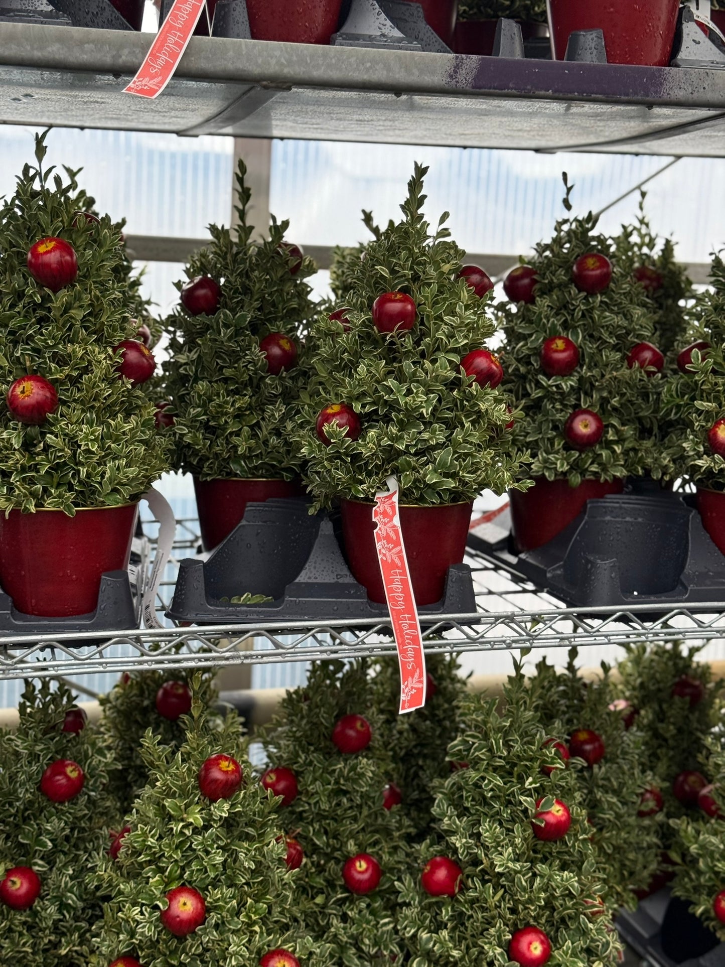 Boxwood Tree, Orgeonia Decorated Each