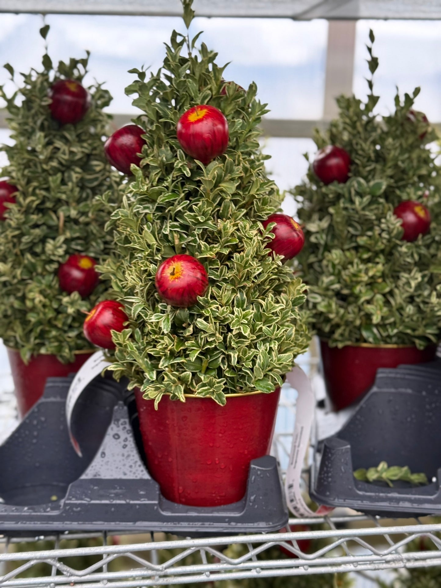 Boxwood Tree, Orgeonia Decorated Each