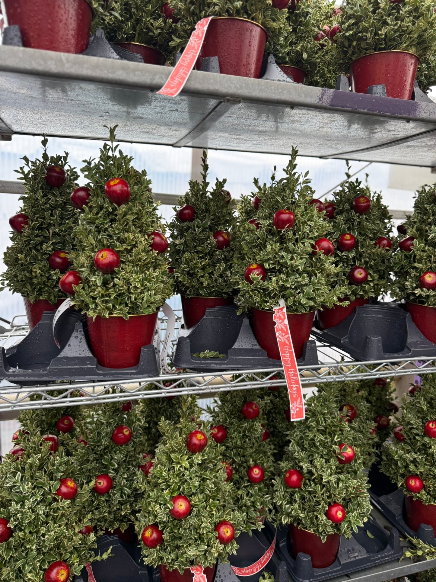 Boxwood Tree, Orgeonia Decorated Each