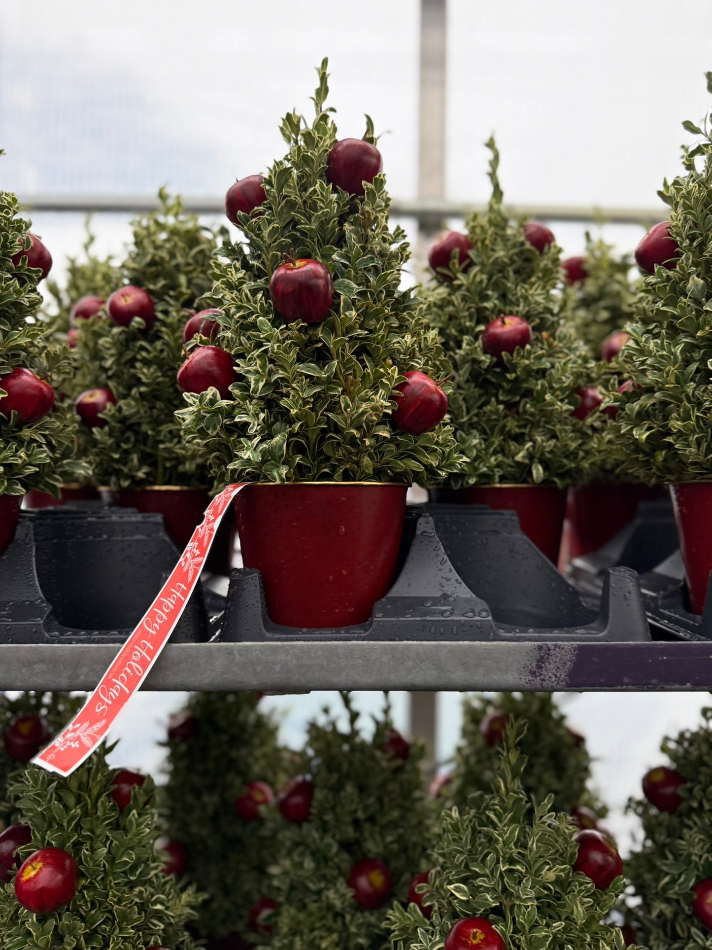 Boxwood Tree, Orgeonia Decorated Each