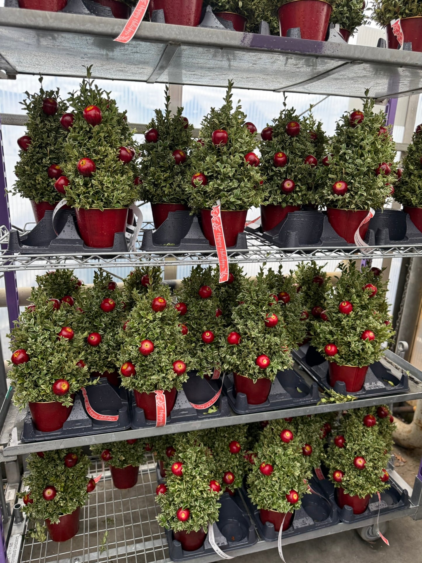 Boxwood Tree, Orgeonia Decorated Each