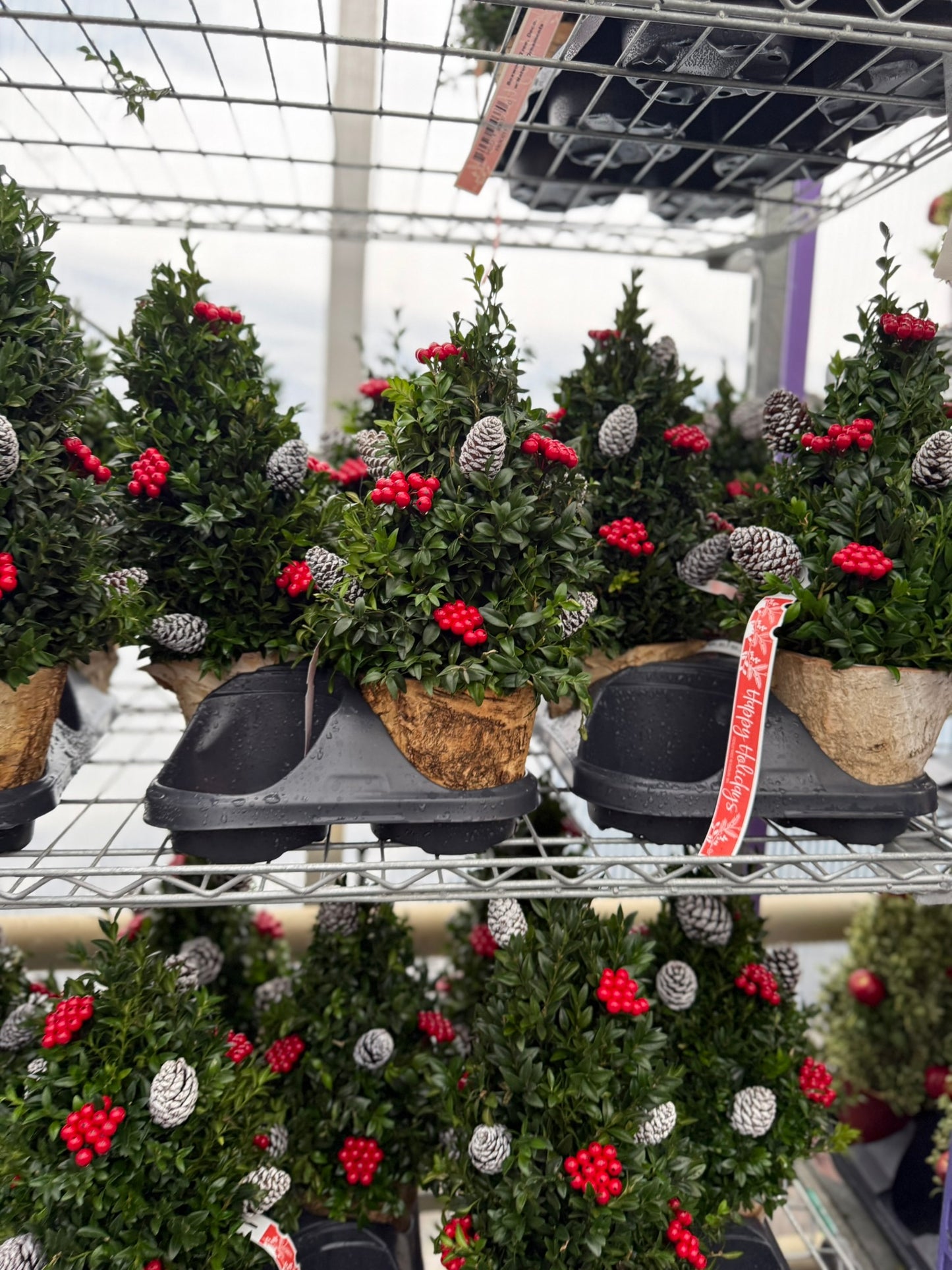 Boxwood Tree, Decorated with Natural Ornaments 1 Gallon (Each)