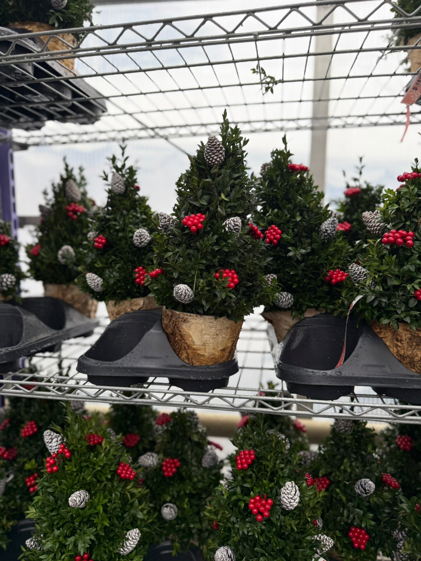 Boxwood Tree, Decorated with Natural Ornaments 1 Gallon (Each)