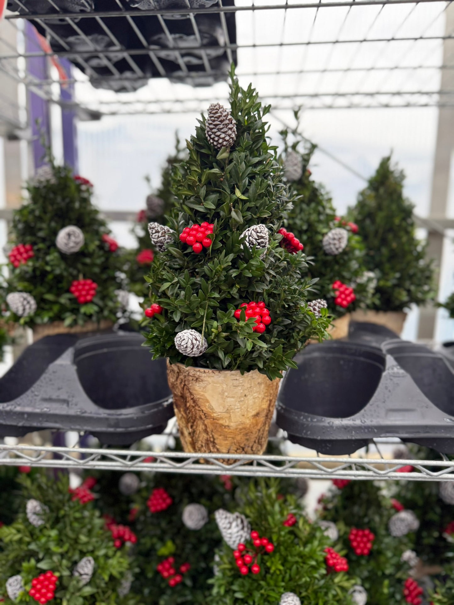 Boxwood Tree, Decorated with Natural Ornaments 1 Gallon (Each)