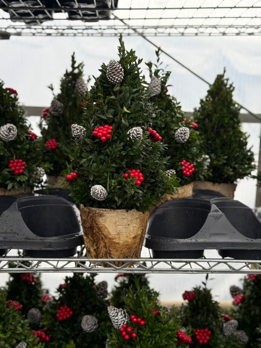 Boxwood Tree, Decorated with Natural Ornaments 1 Gallon (Each)