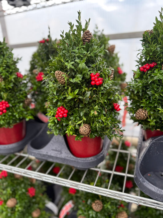 Boxwood Tree, Decorated with Gold Ornaments Each