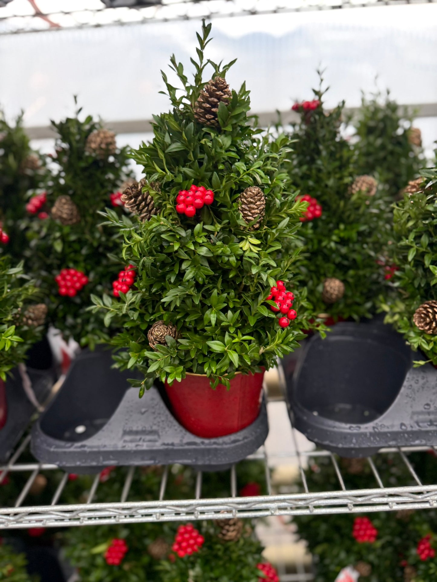 Boxwood Tree, Decorated with Gold Ornaments Each