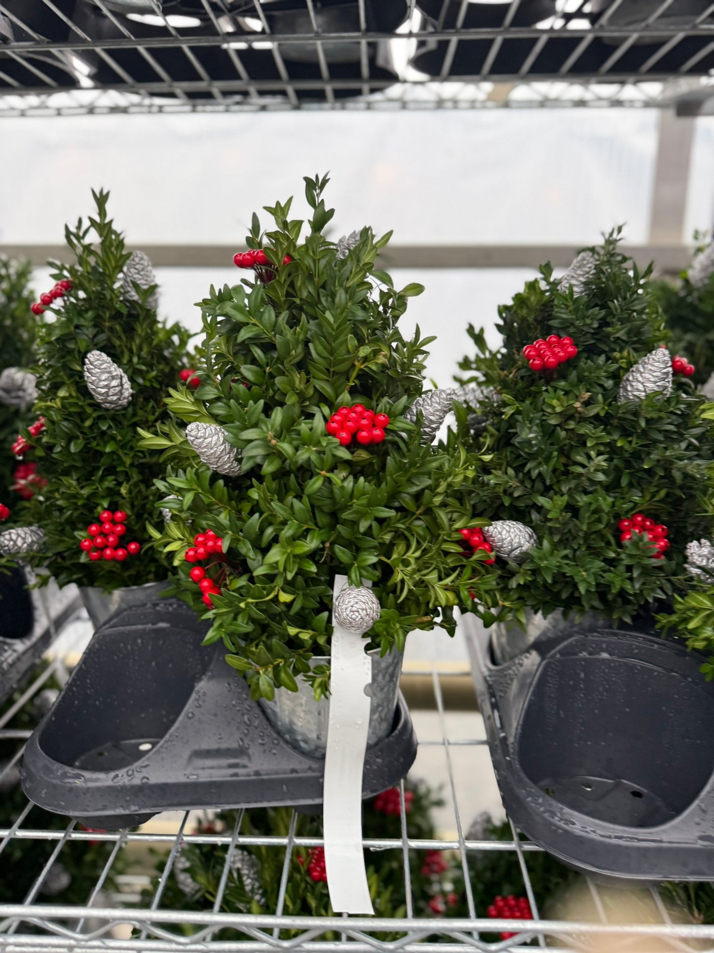 Boxwood Tree, Decorated with Silver Ornaments Each