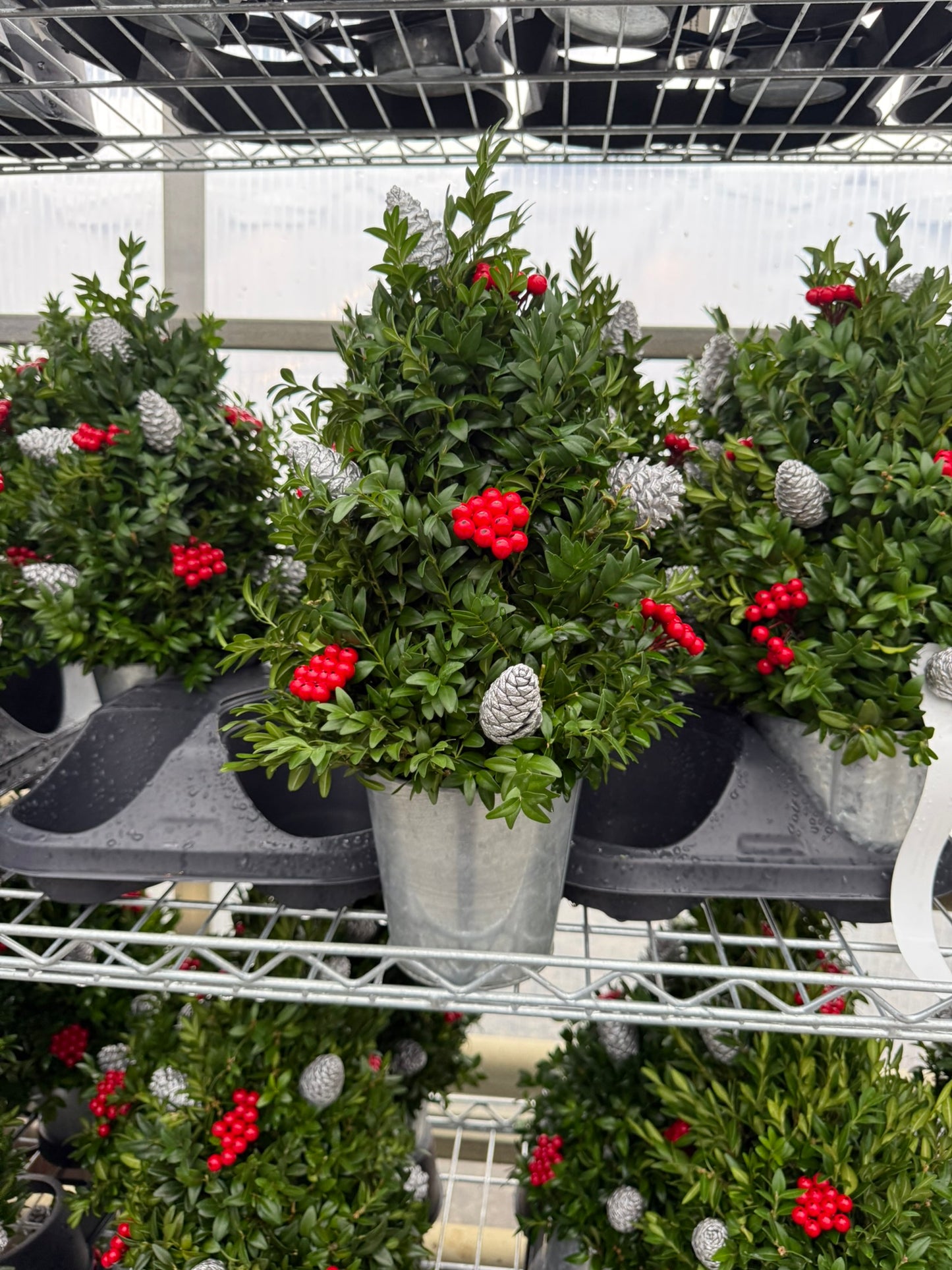 Boxwood Tree, Decorated with Silver Ornaments Each