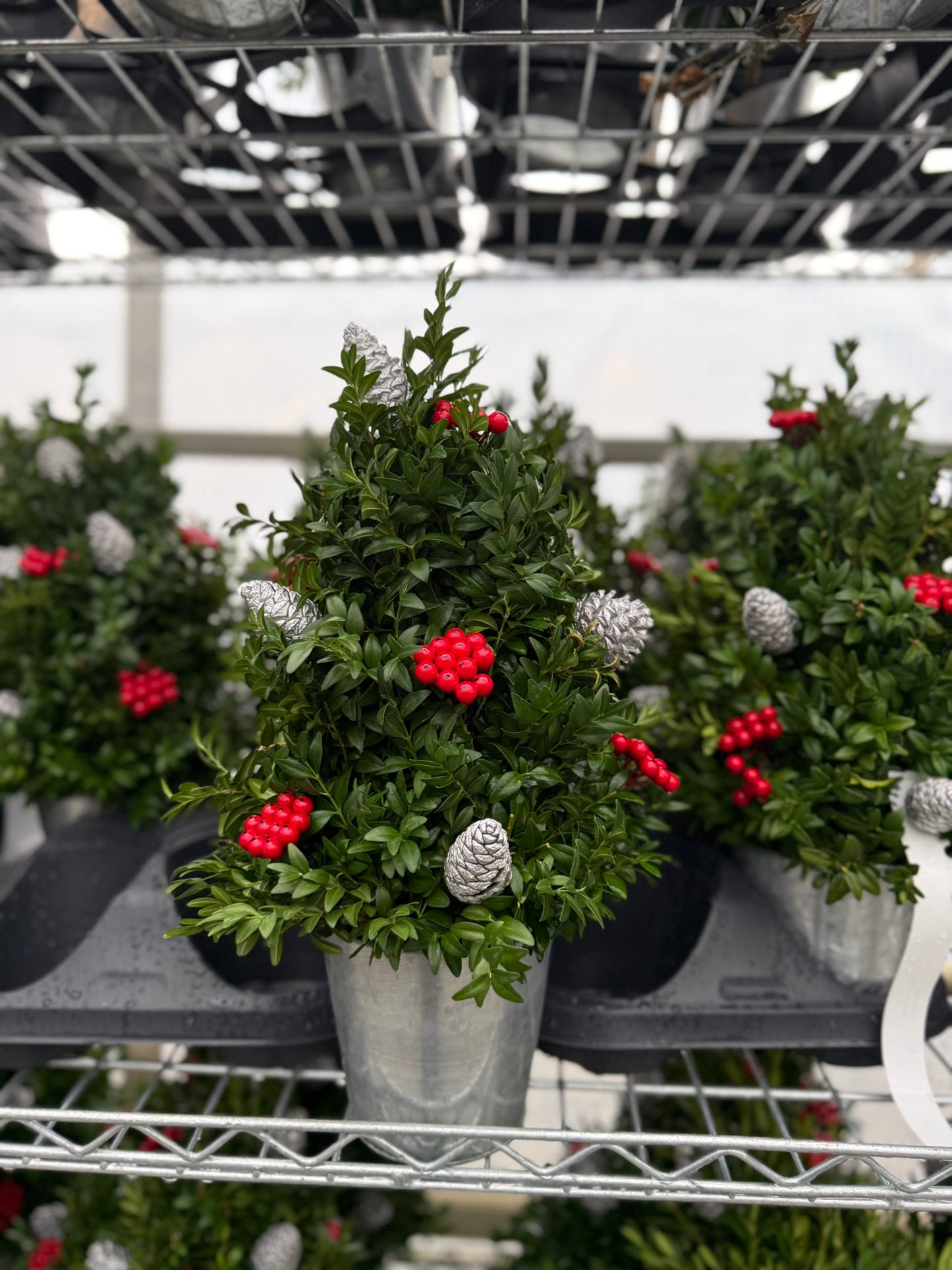 Boxwood Tree, Decorated with Silver Ornaments Each