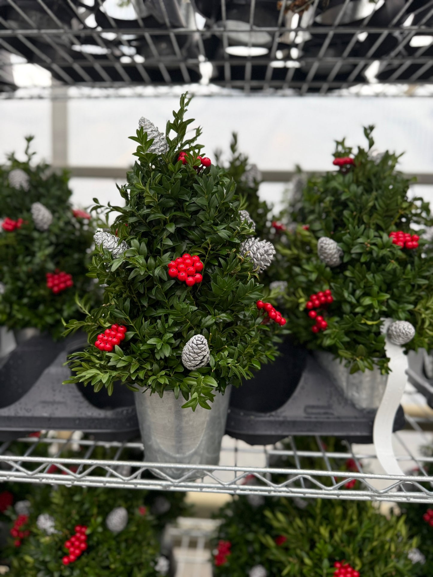 Boxwood Tree, Decorated with Silver Ornaments Each
