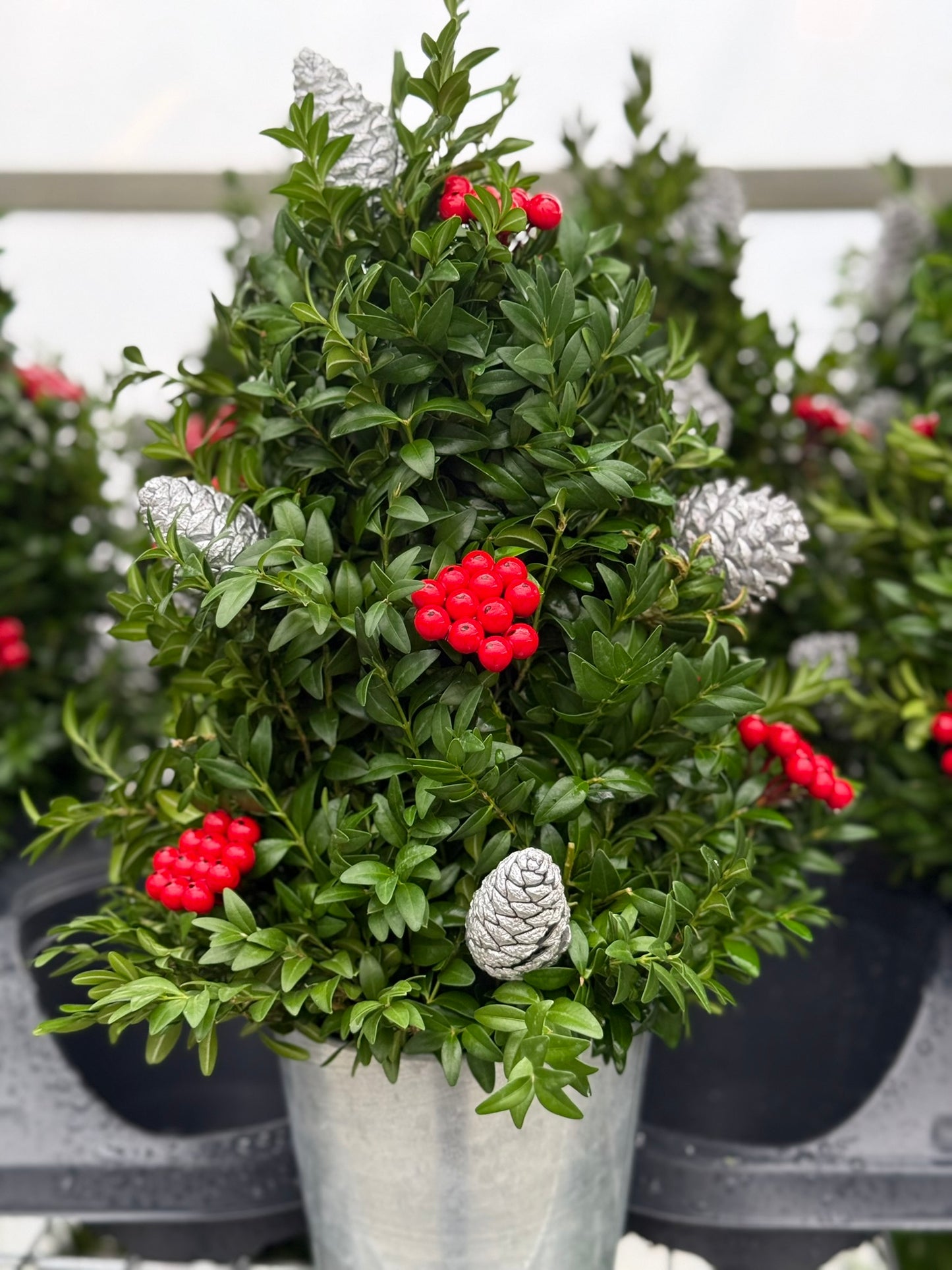 Boxwood Tree, Decorated with Silver Ornaments Each