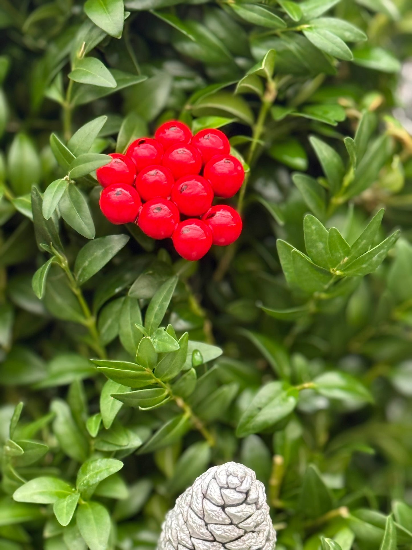 Boxwood Tree, Decorated with Silver Ornaments Each