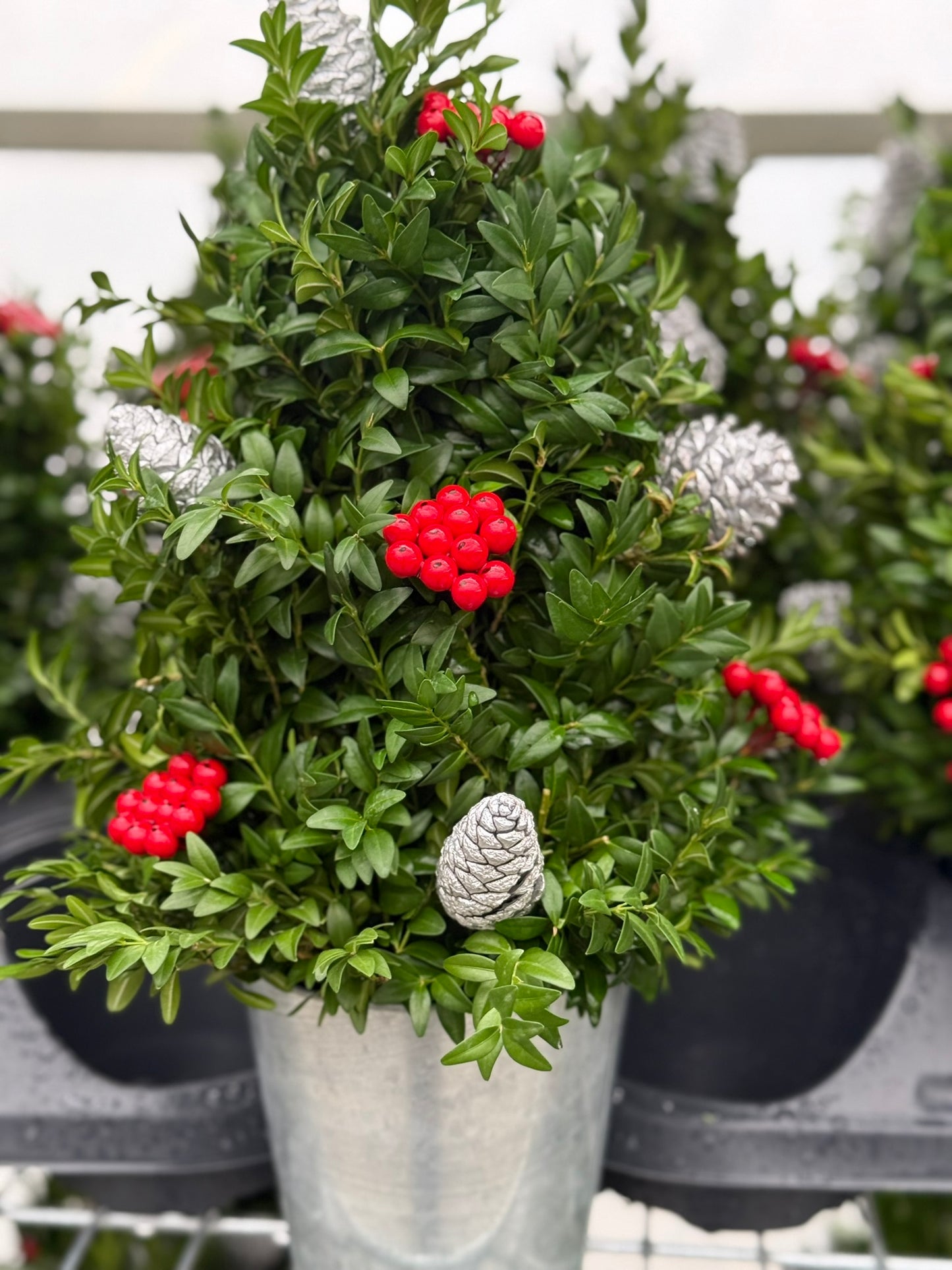 Boxwood Tree, Decorated with Silver Ornaments Each