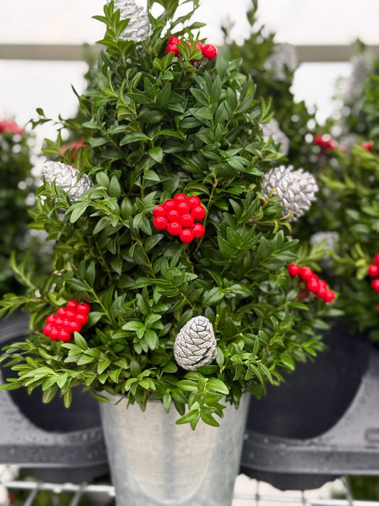Boxwood Tree, Decorated with Silver Ornaments Each