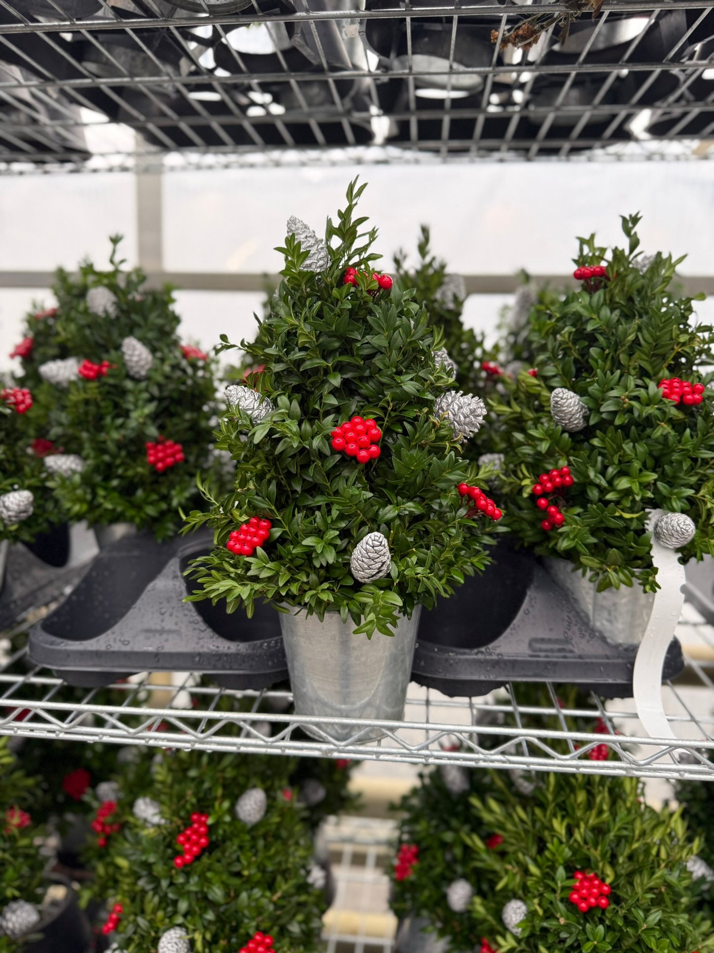 Boxwood Tree, Decorated with Silver Ornaments Each