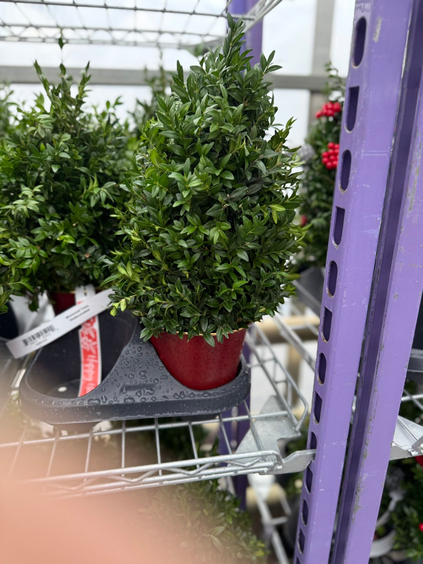 Boxwood Tree, Undecorated Each
