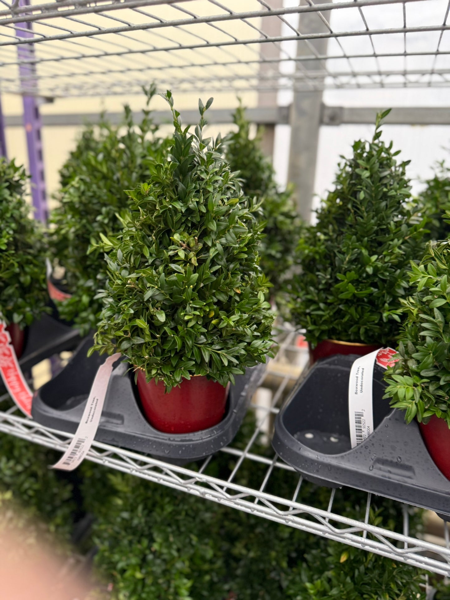 Boxwood Tree, Undecorated Each