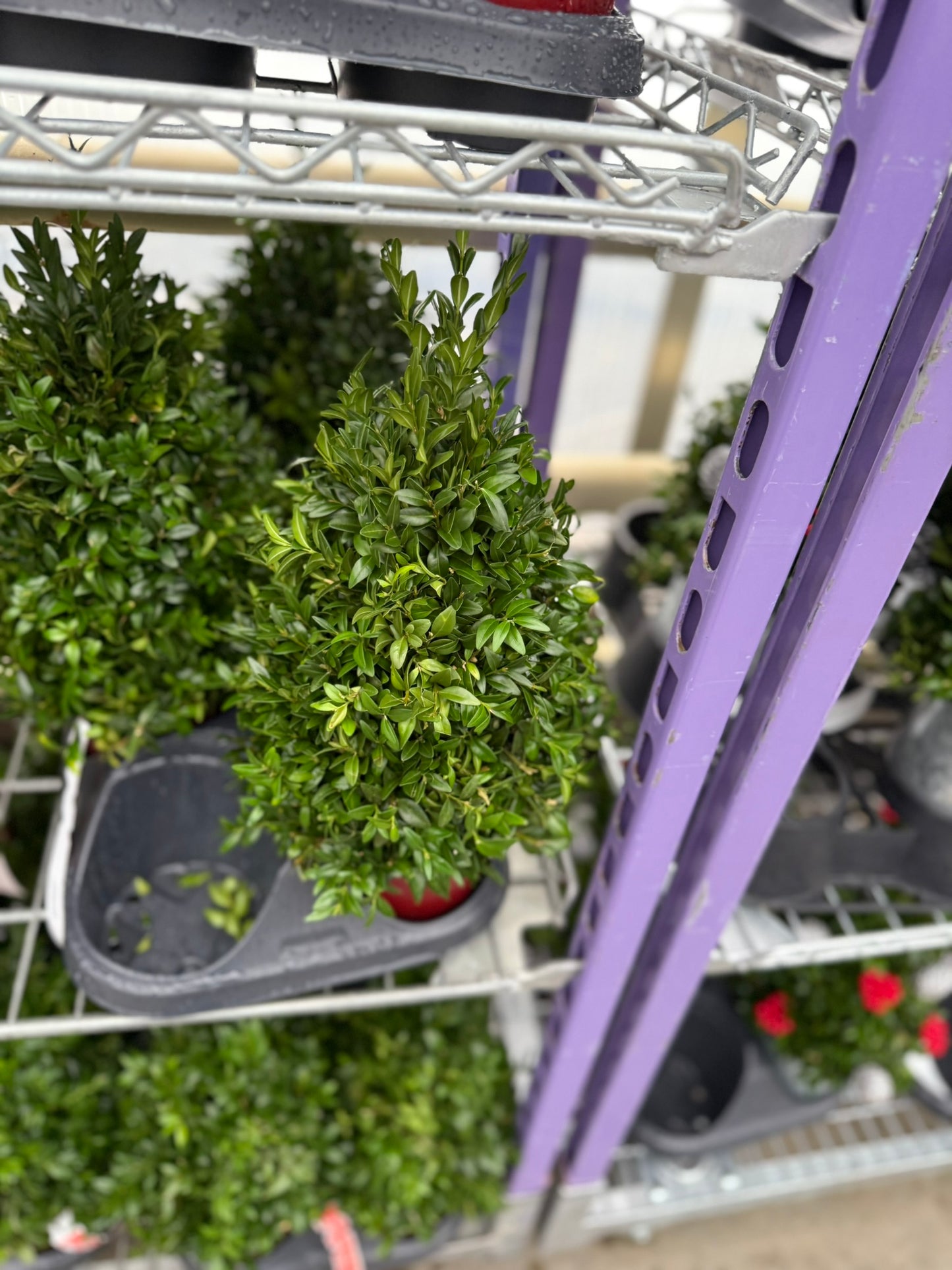 Boxwood Tree, Undecorated Each