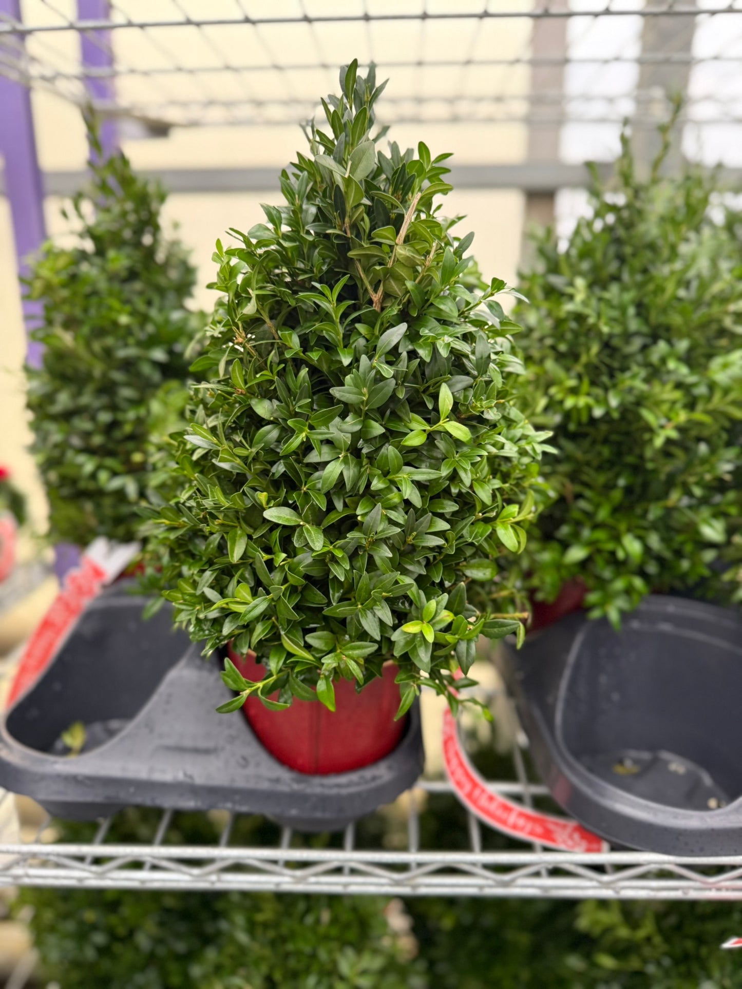 Boxwood Tree, Undecorated Each
