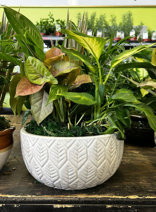 Tranquility Bowl - Assorted Indoor Live Tropical Mix 10" Pot