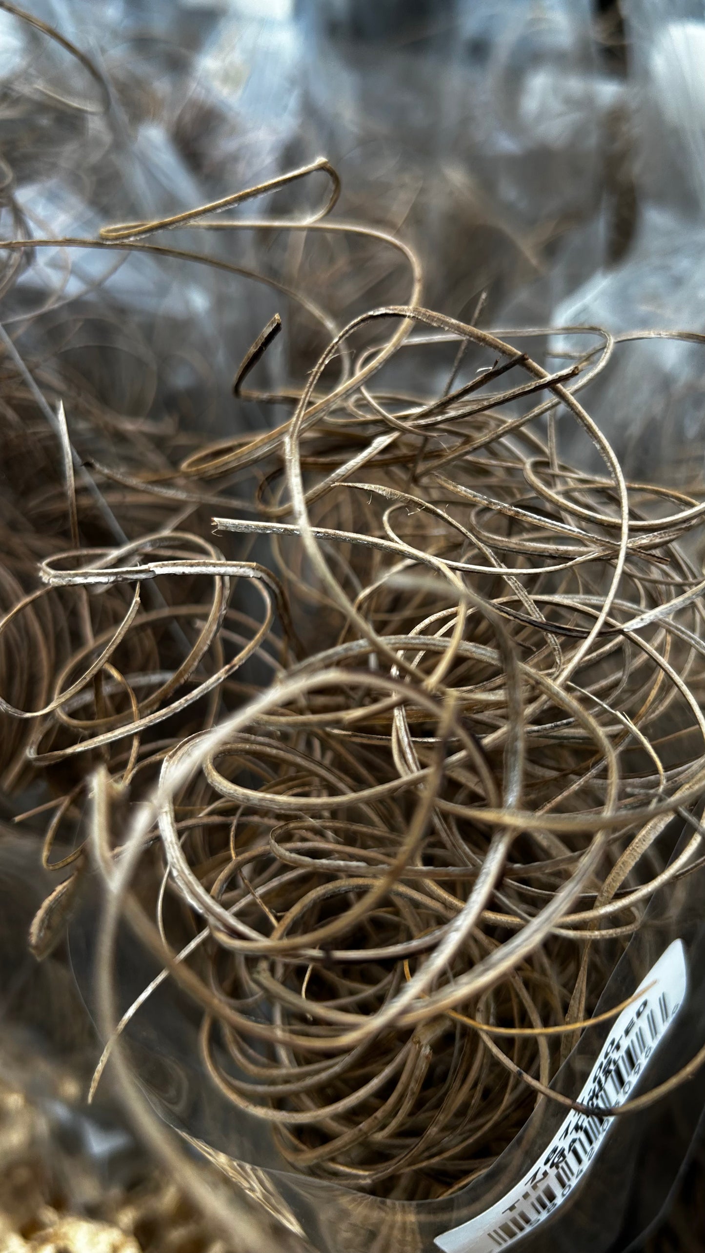 Accents, Curly Ting, Gold Metallic (XMNP649) Each