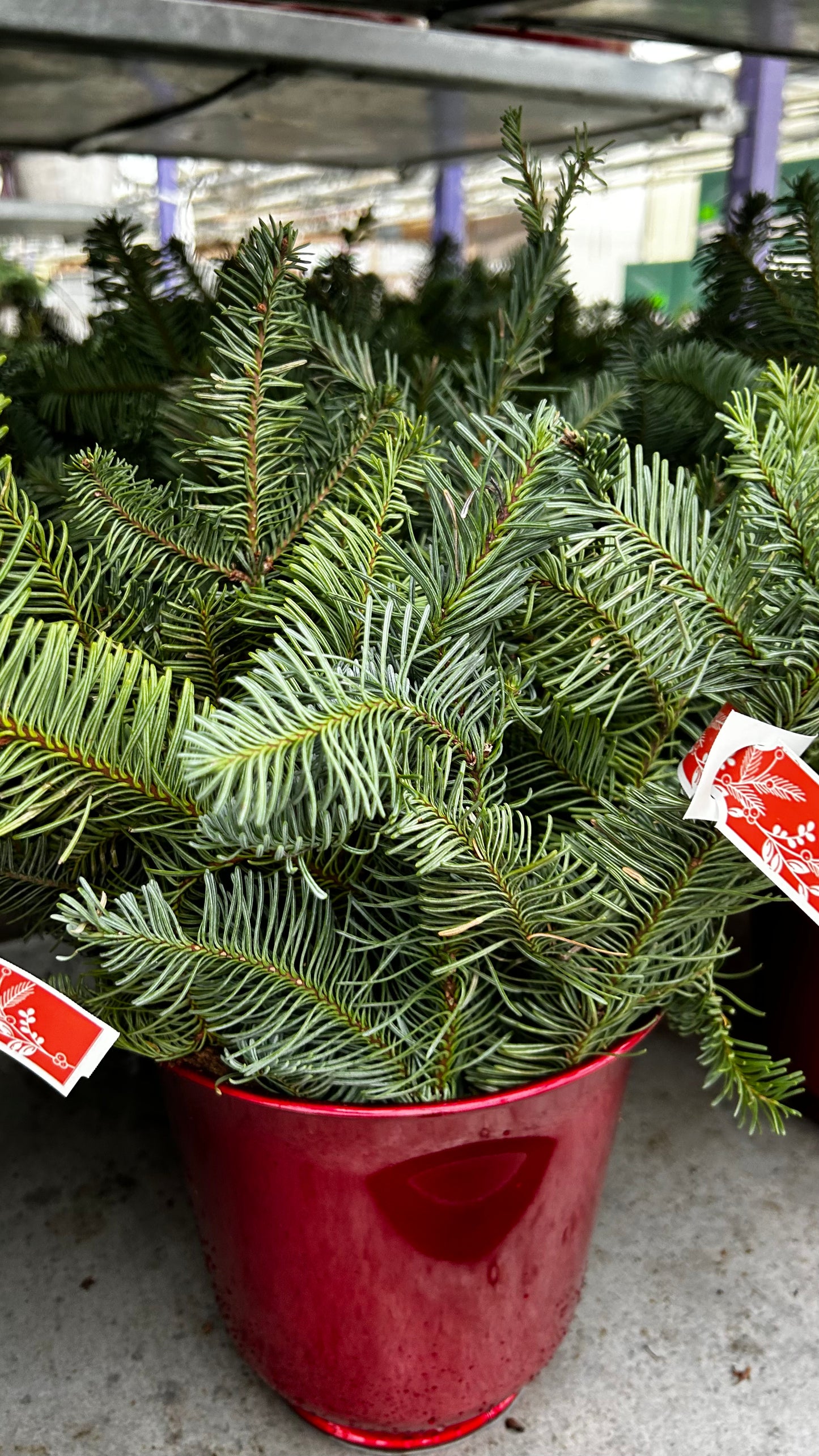 Planter, 6" Delilah, Red Planter (Each)