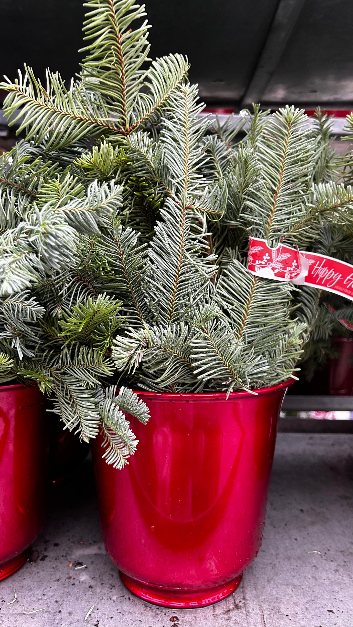 Planter, 6" Delilah, Red Planter (Each)