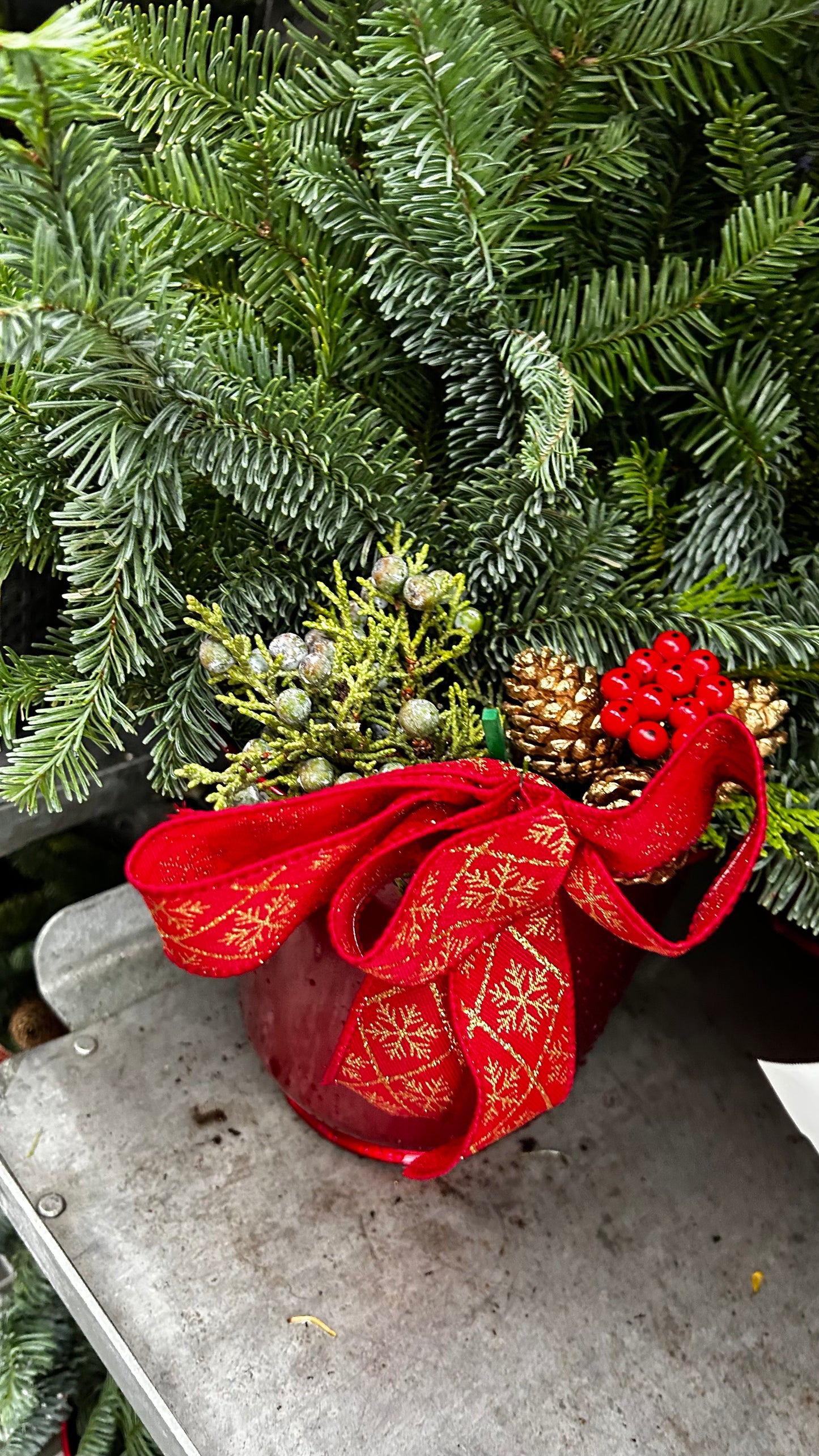 Planter, 6" Delilah, Red Planter (Each)