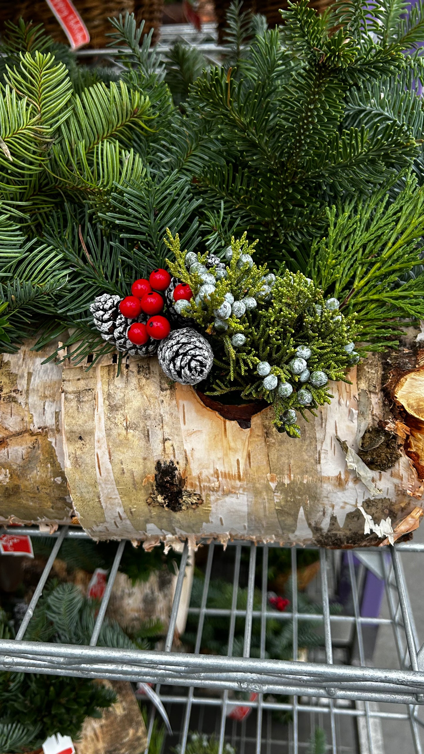 Planter, 6" Birch Log Each