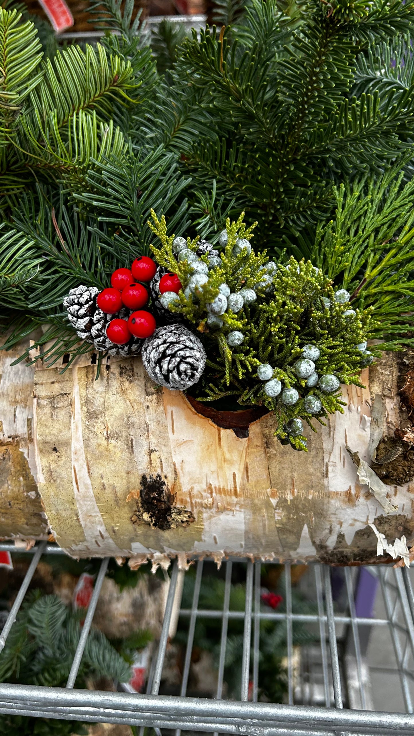 Planter, 6" Birch Log Each