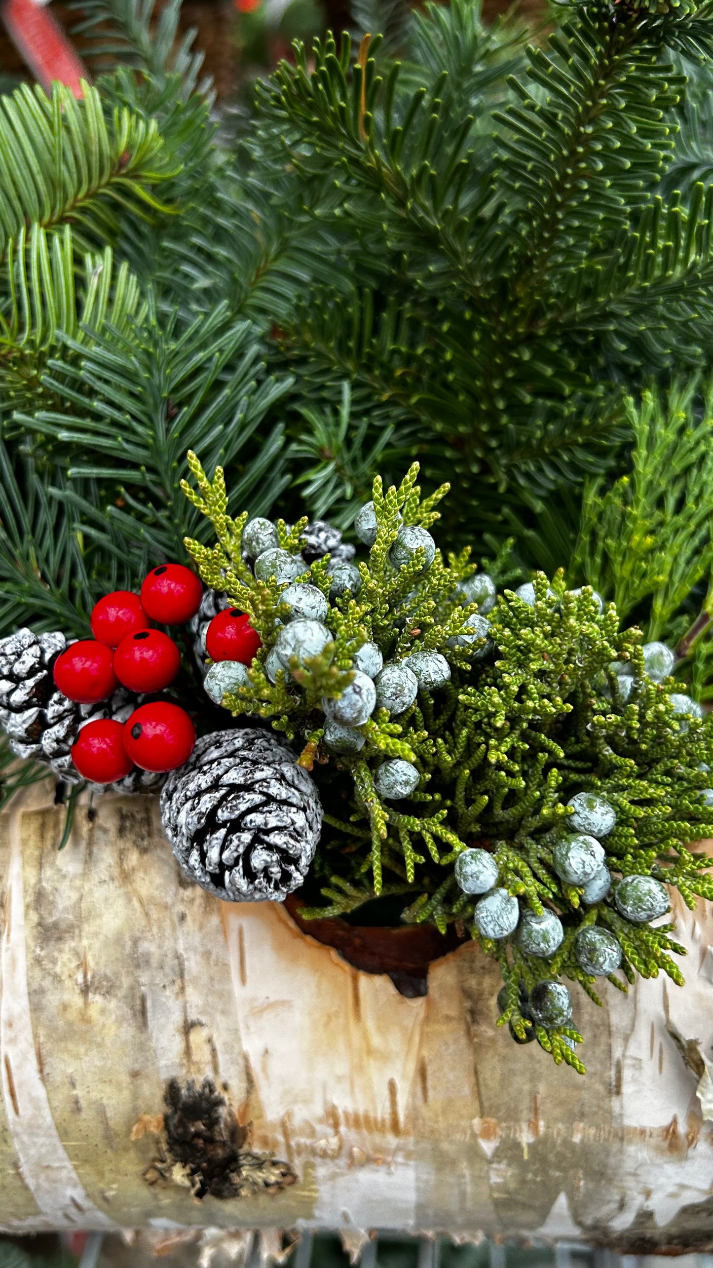 Planter, 6" Birch Log Each