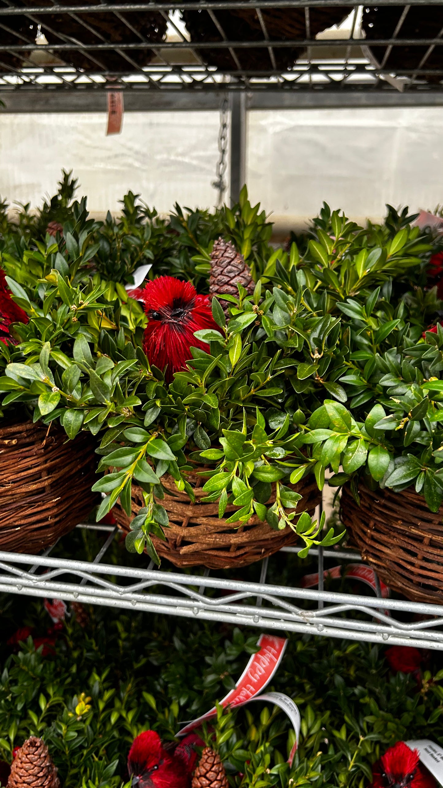 Planter, 5" Birds Nest Basket Basket (Each)