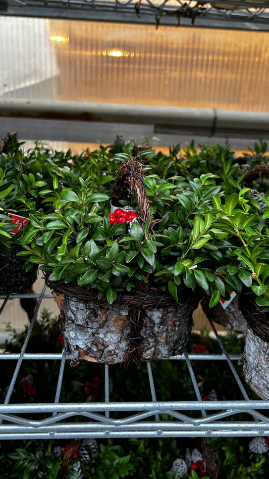 Planter, 4" Birch Basket Basket (Each)