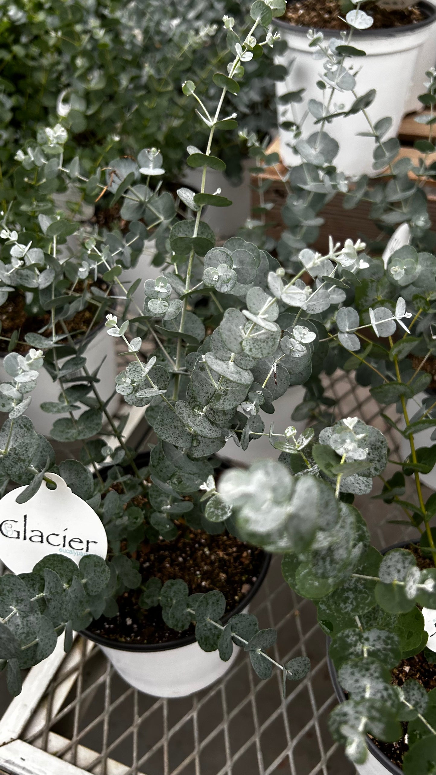 Plant, Eucalyptus, Assorted 6" Pot (Each)