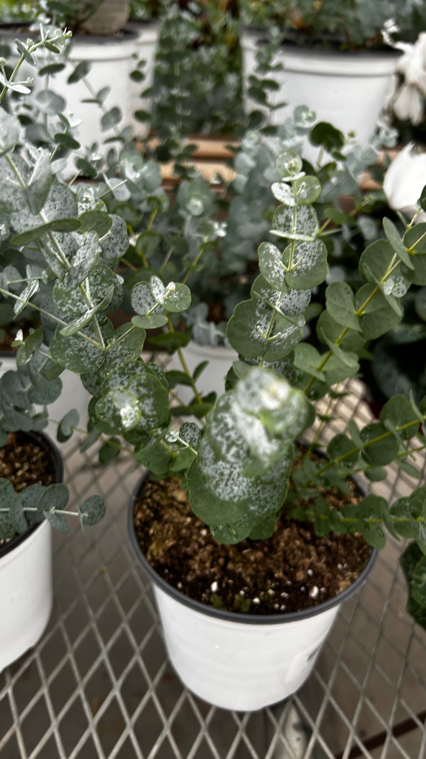 Plant, Eucalyptus, Assorted 6" Pot (Each)