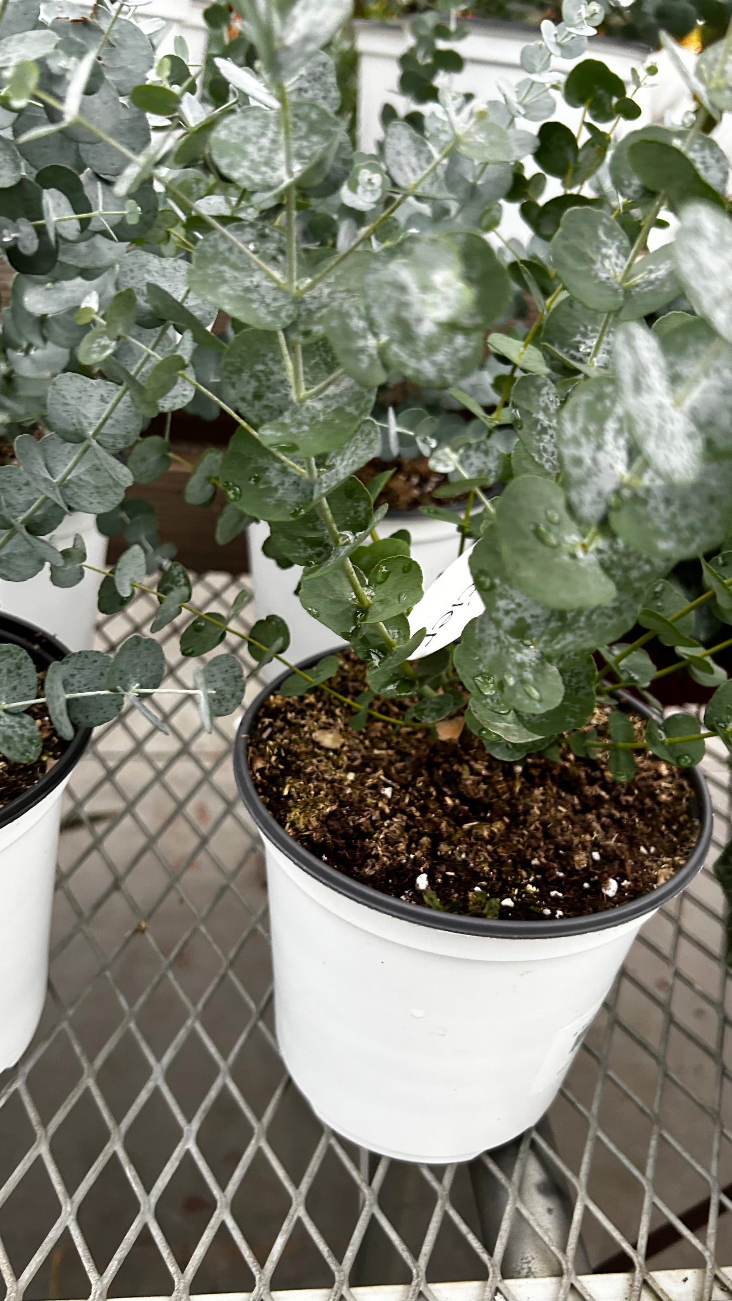 Plant, Eucalyptus, Assorted 6" Pot (Each)