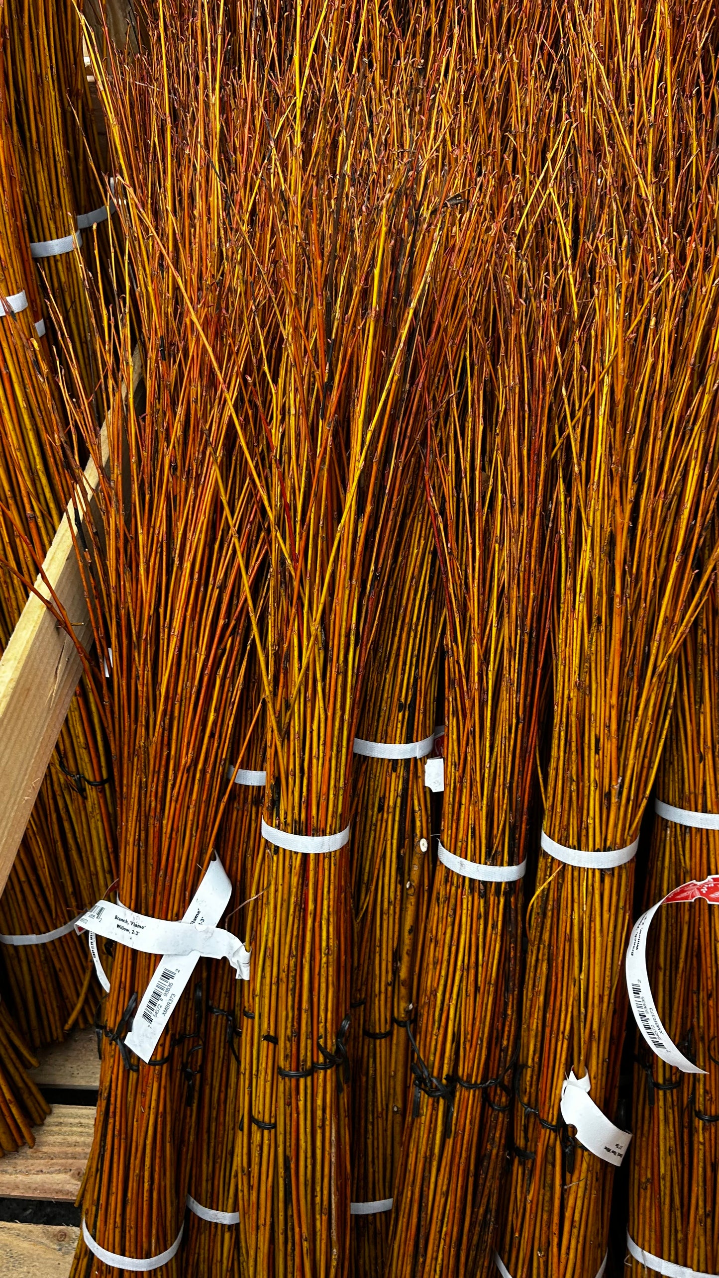 Branch, 'Flame' Willow, 3-4' (10 Branches/Bunch, 10 Bunches/Bundle) Pack of 10